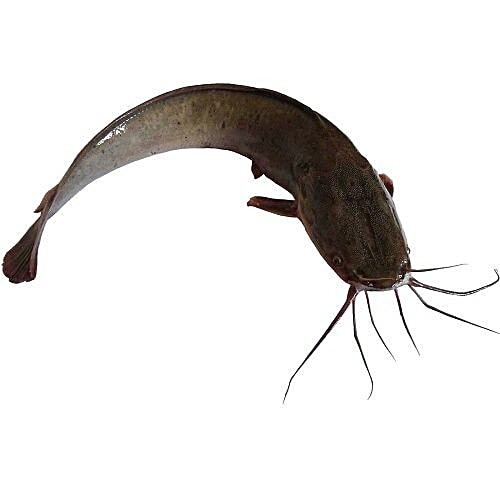 Magur Fish 1 LBS