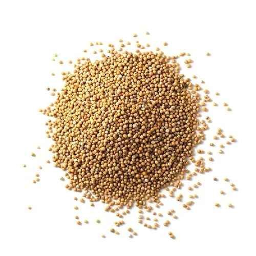 Gaz Mustard Seeds 28 OZ