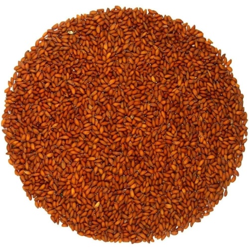 Gazab Asario Seeds 100 GM