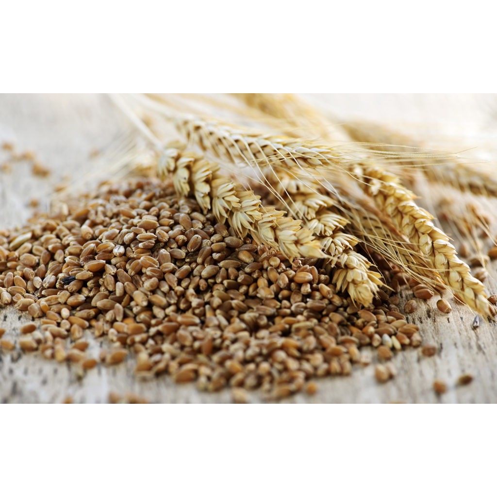 Hans Whole Wheat 14 OZ