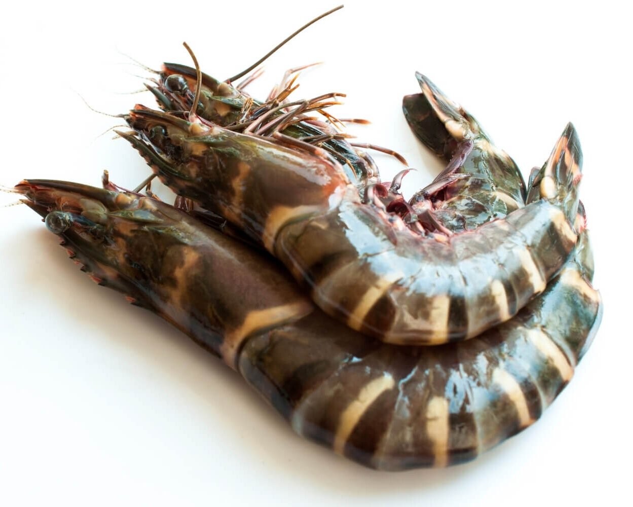 Tiger Shrimo 1 LBS