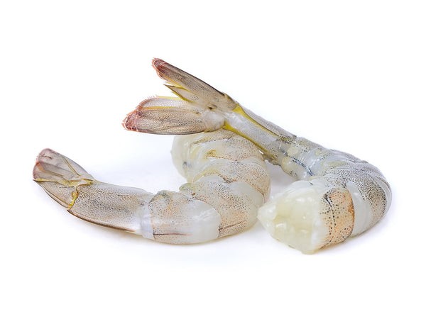 White Gold Shrimp 2/4 2 LBS