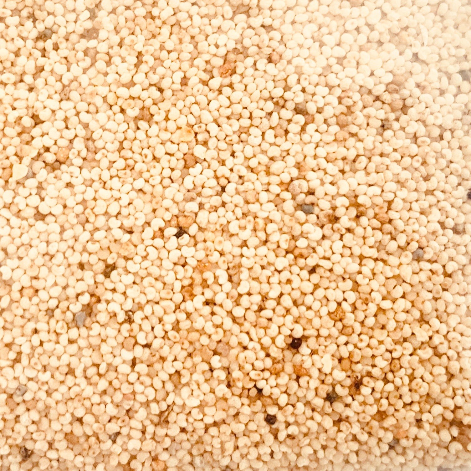 AKSAR POPPY SEEDS 100 GM