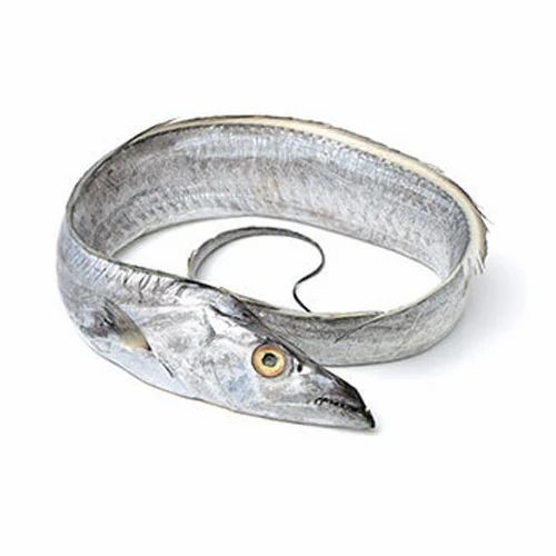 Vnco Ribbon Fish  200 GM