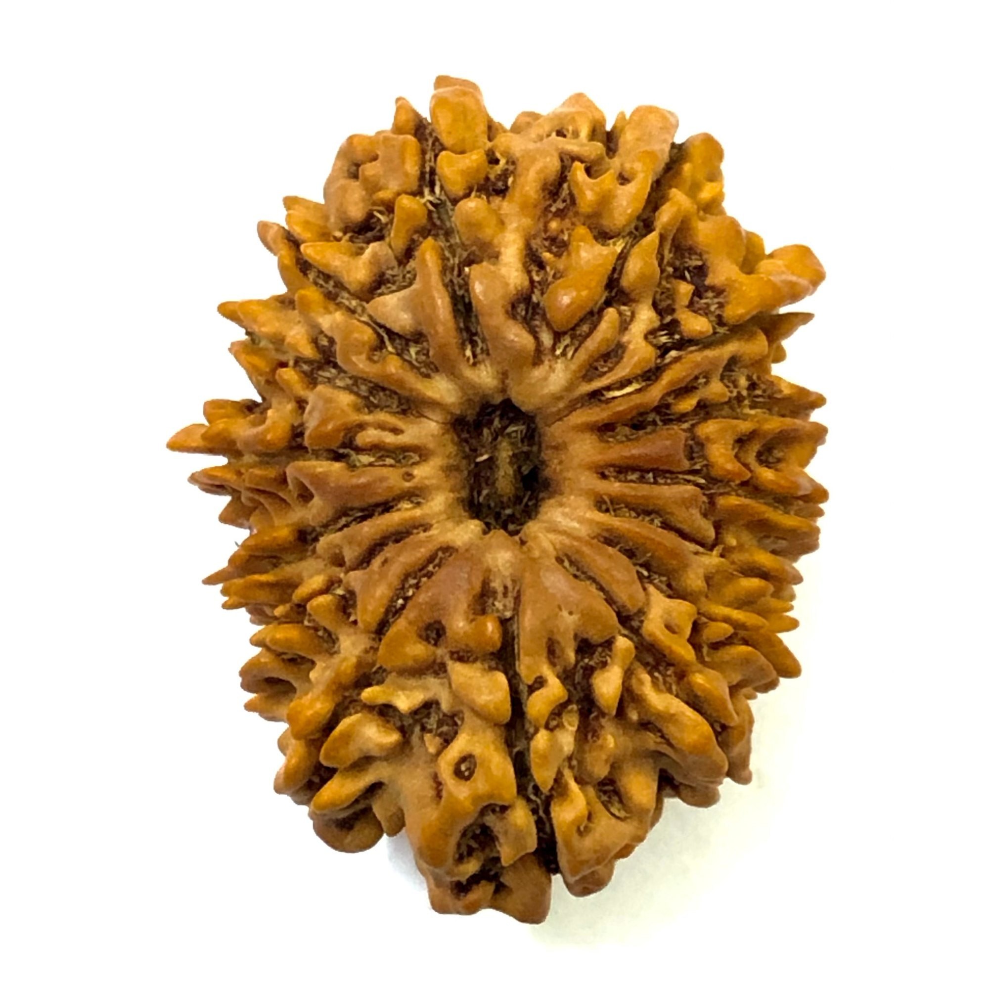 Maharani Rudraksh 15 GM