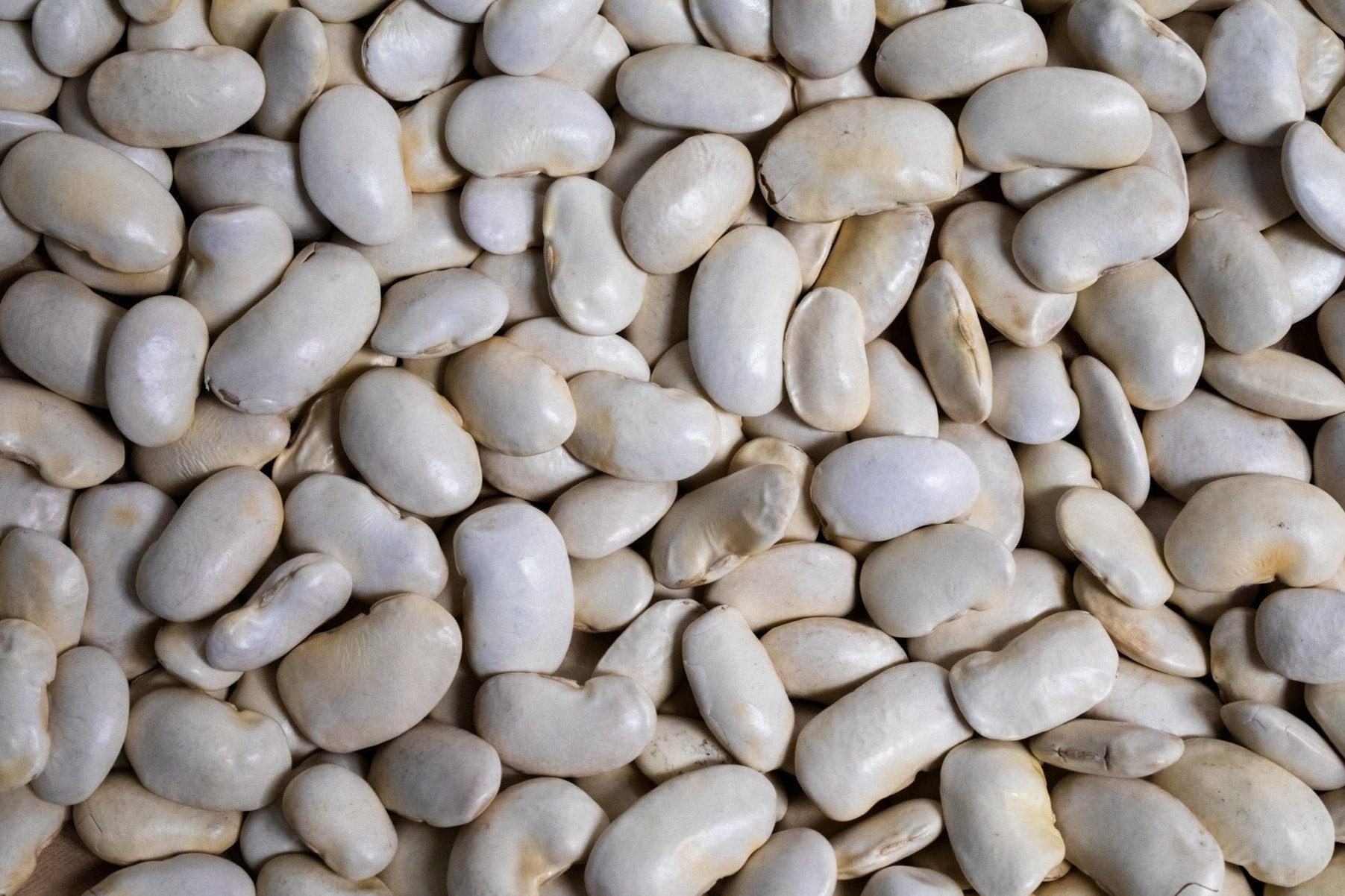 Toros White Beans 900 GM
