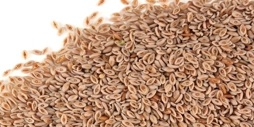 Santos Isabgol Whole 100 GM