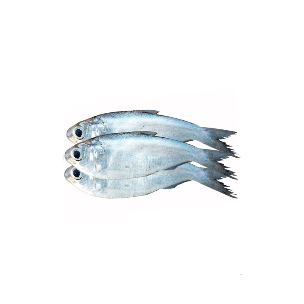 Chapila Block 500 GM