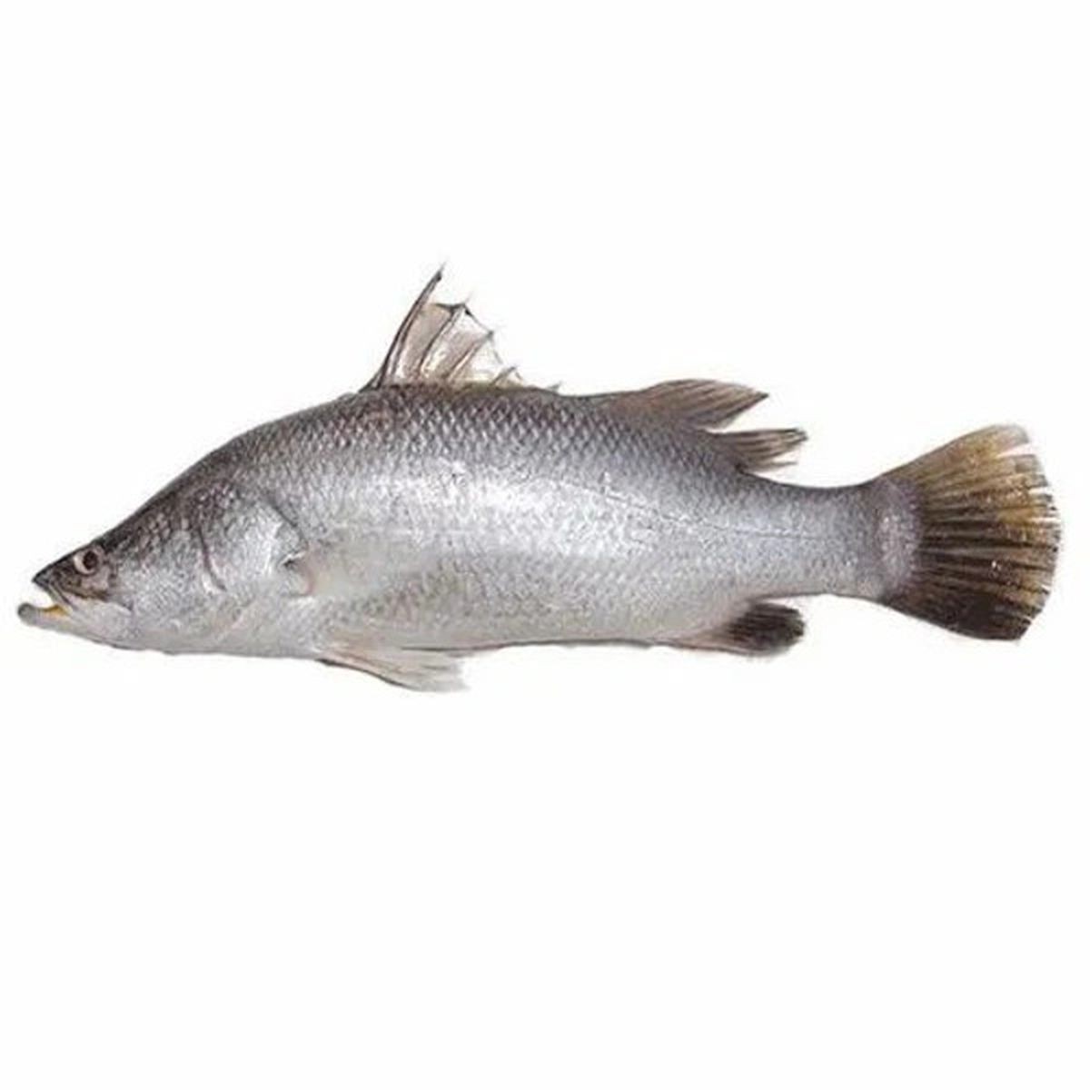 Batachi Fish 500 G