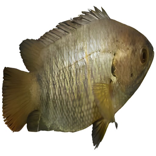 CLIMBING PERCH 250 GM