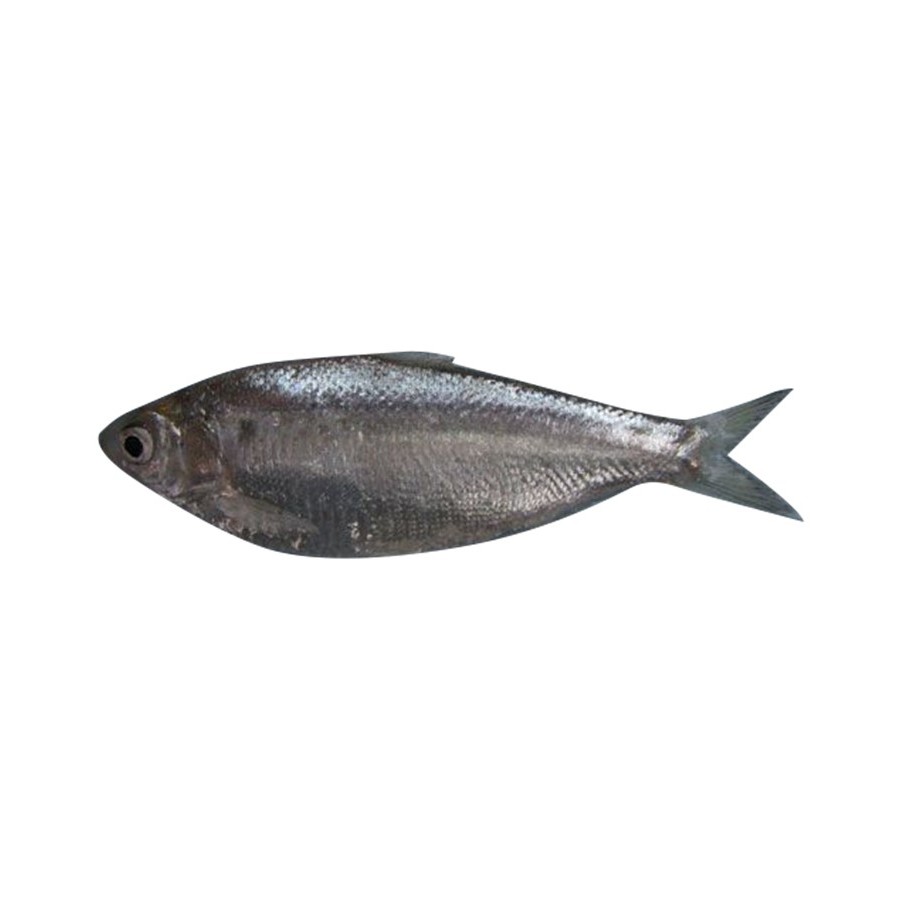 Chapila 250 GM