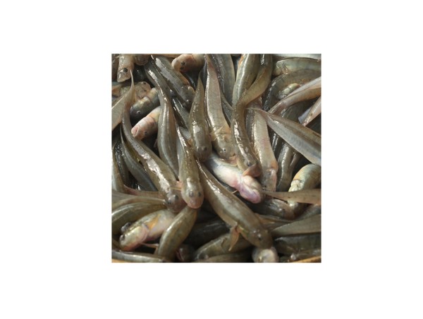 Chiring 500 GM