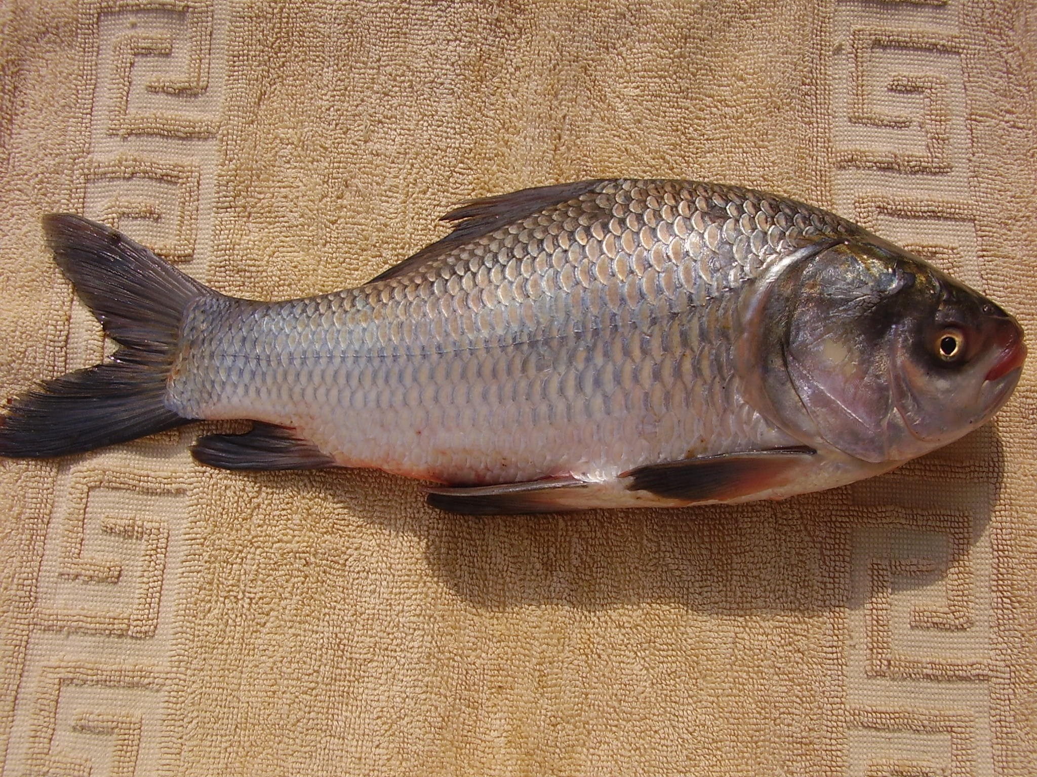 Katla 500 GM