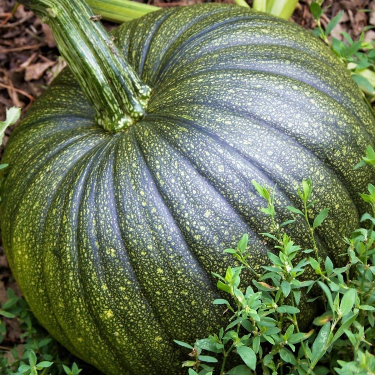 Green Pumpkin 1 LB