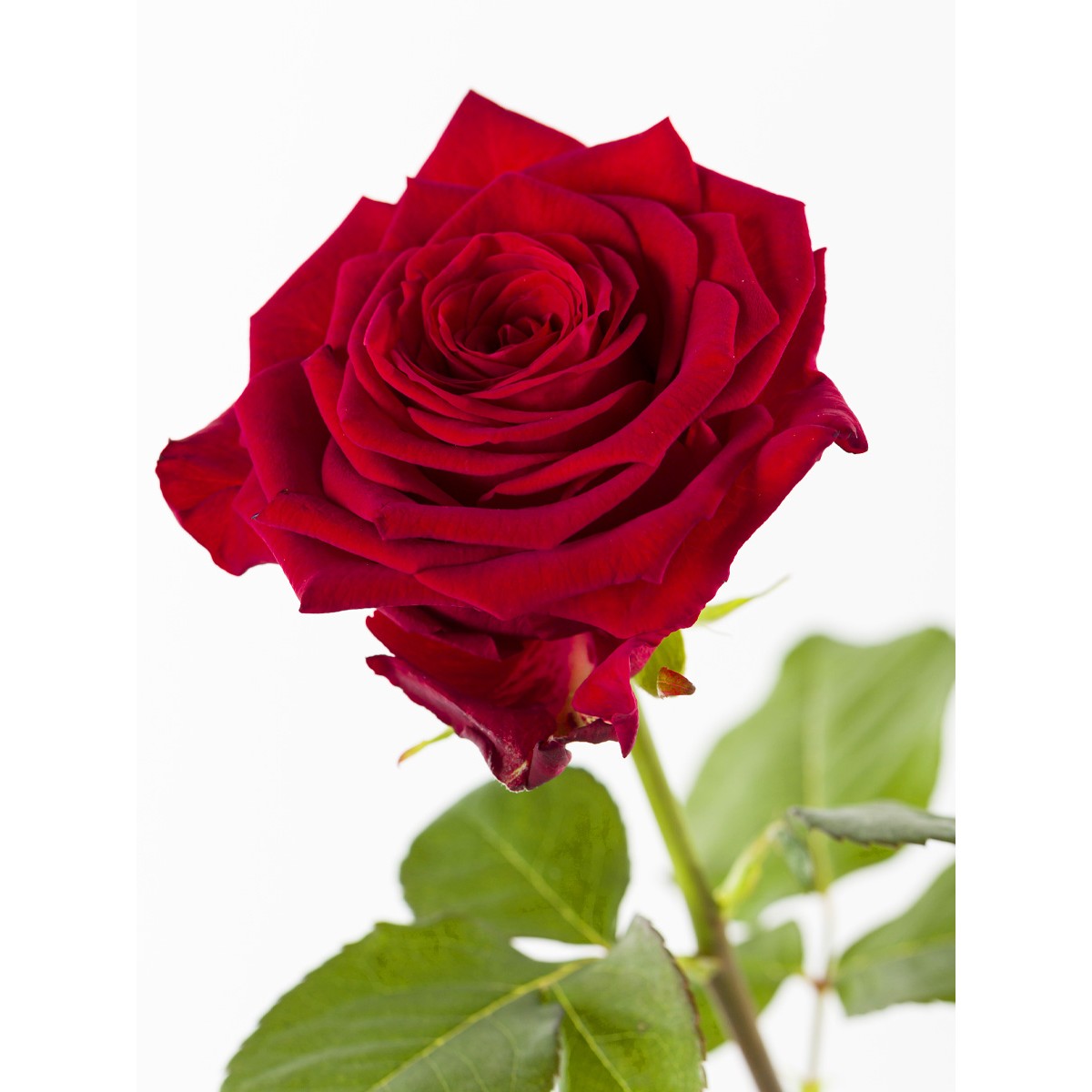 RED ROSE 1 EACH