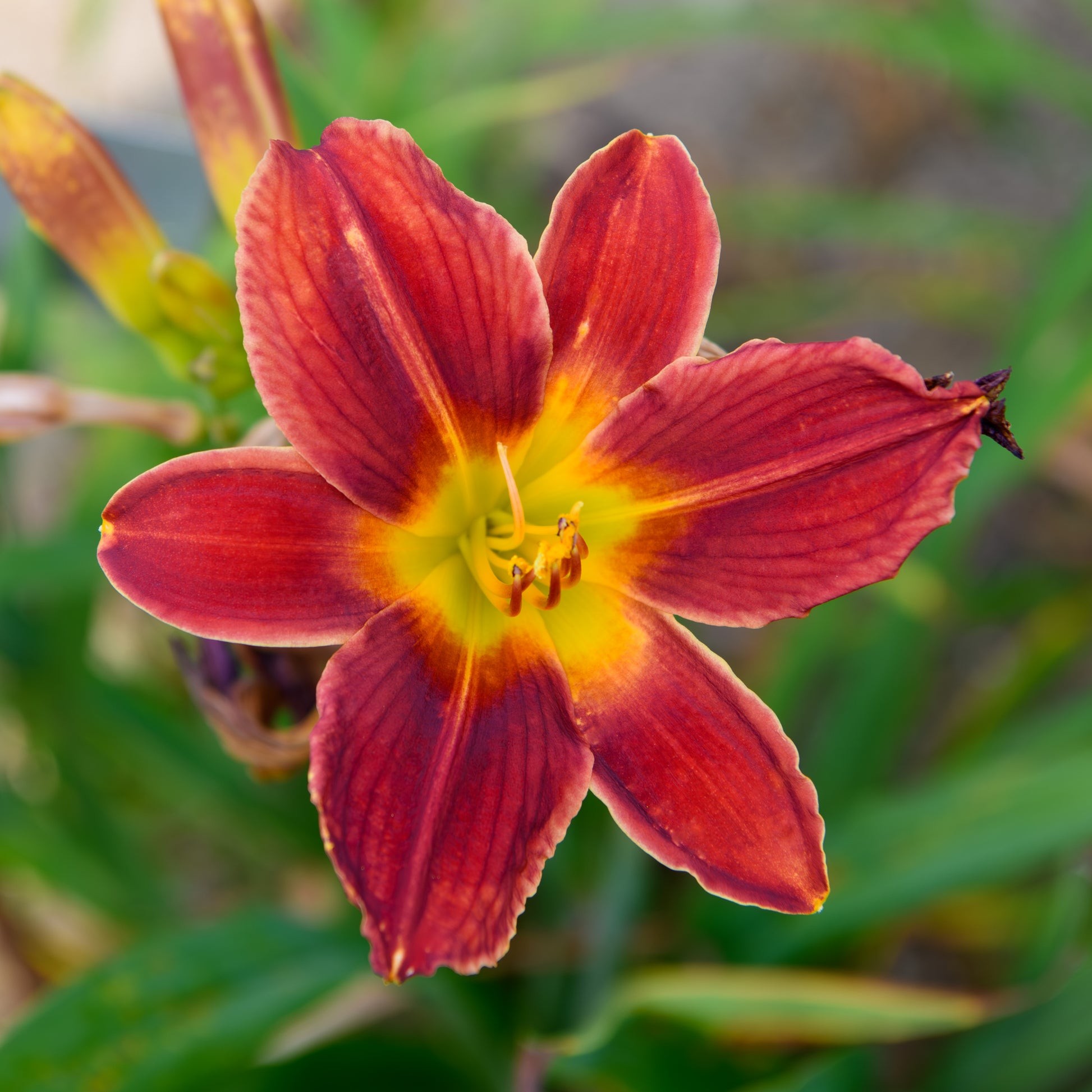 Hem Flower 1 EACH