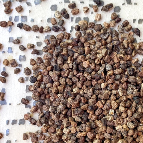 CARDAMOM SEED INDIA BAZAAR 200 GM