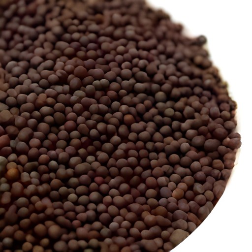 MUSTARD SEED (BIG) IB (INDIA)