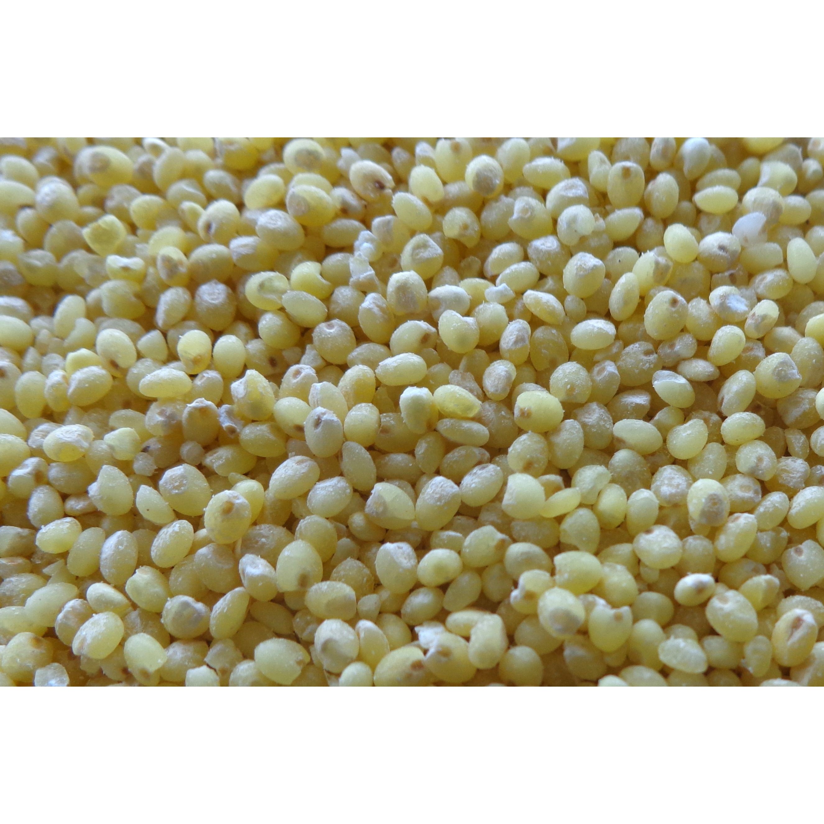 PEARLED PROSO MILLET  500 GM
