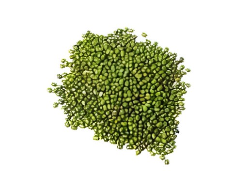 MOONG WHOLE ( SMALL ) GM 4 LBS
