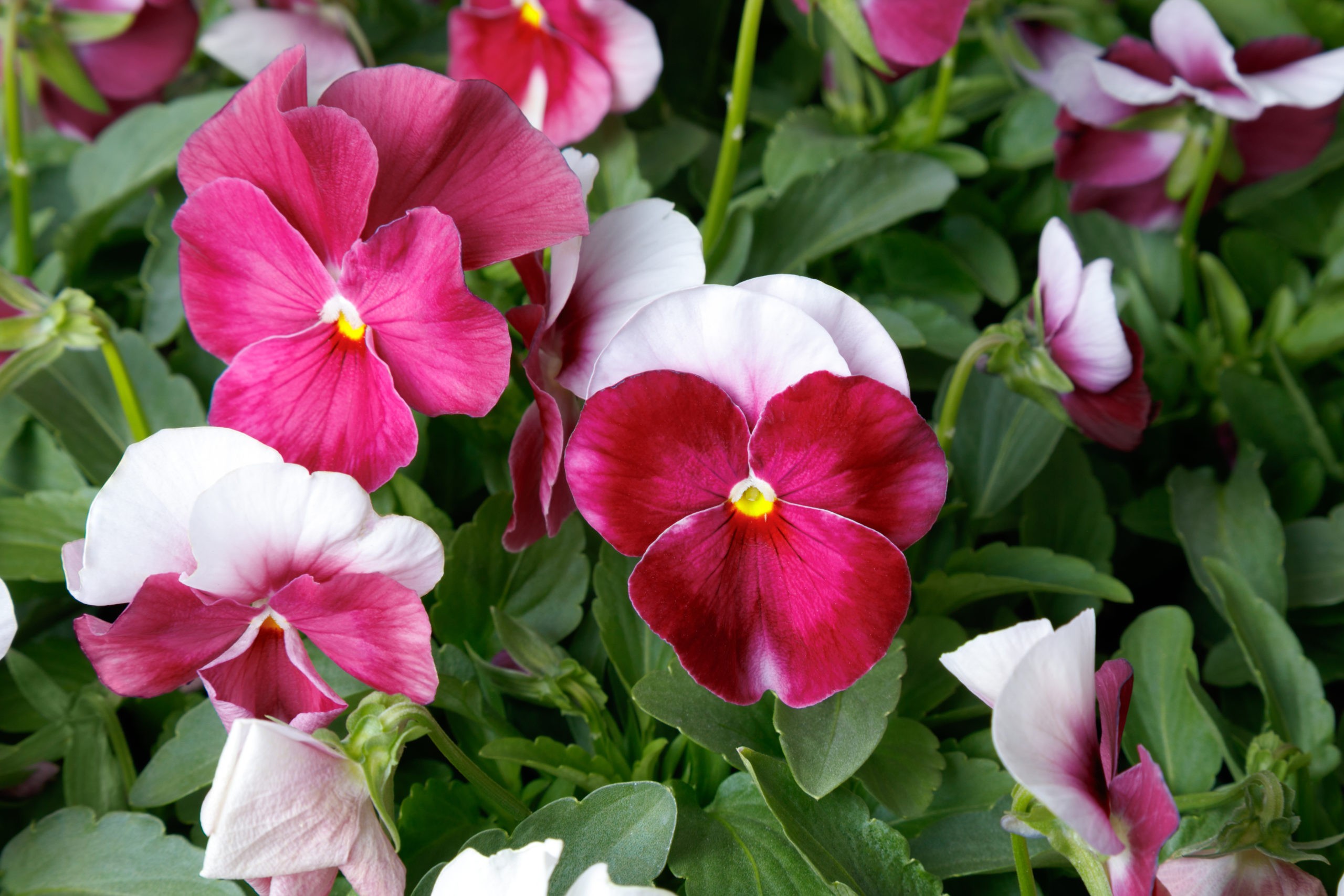 Viola Rose 20 ML