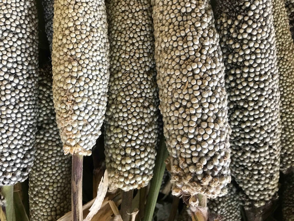 NFS PEARL MILLET 1 LBS