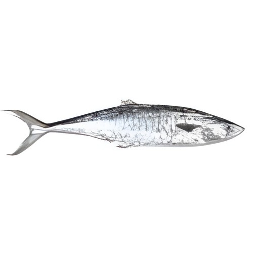OCEAN BELL KING FISH 2 LBS