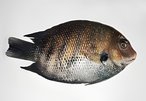 Ocean Bell Pearlspot Dressed   Karimeen 2 LBS