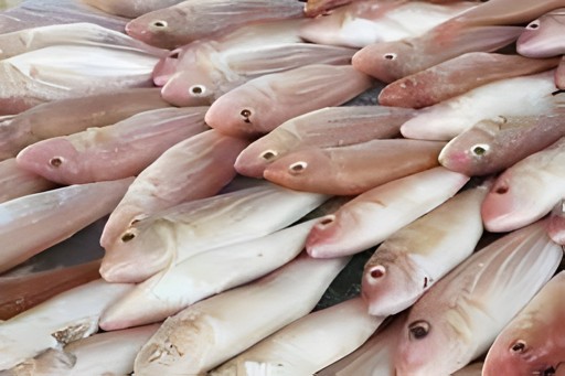 Ocean Japanese Thread Bream 2 LBS