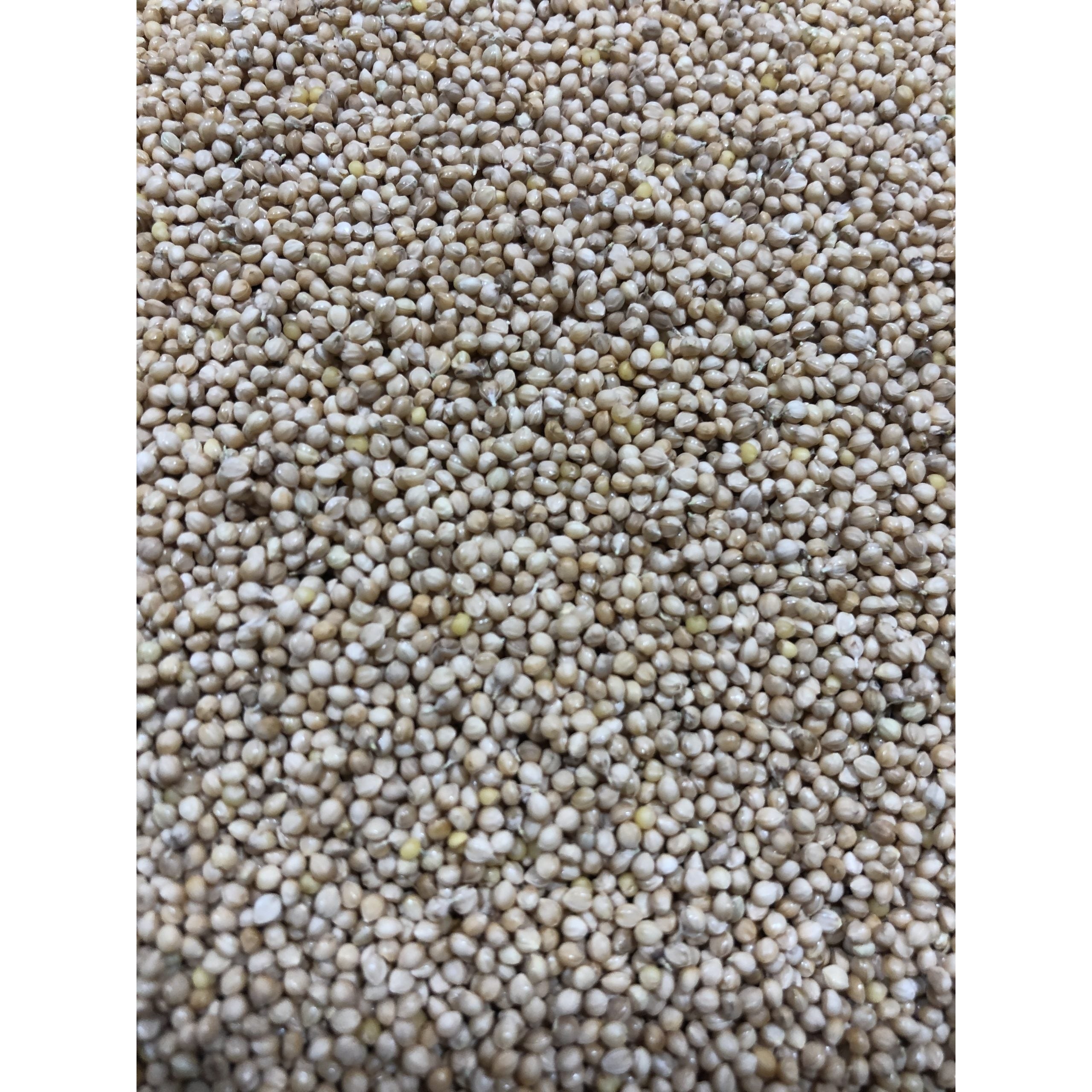 Swad Foxtail Millet  2 LBS
