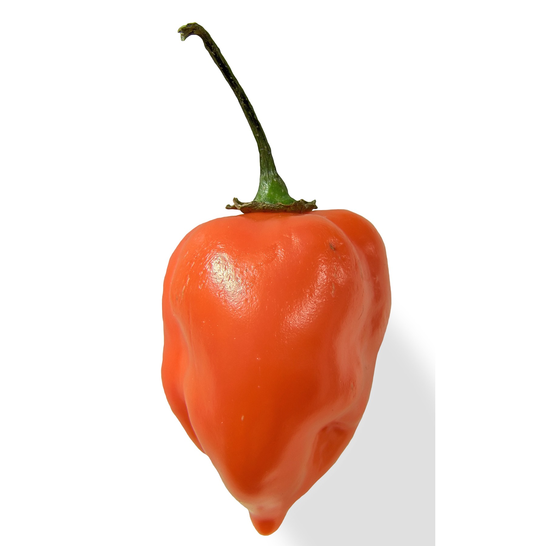 HABANERO CHILLI 1 LBS