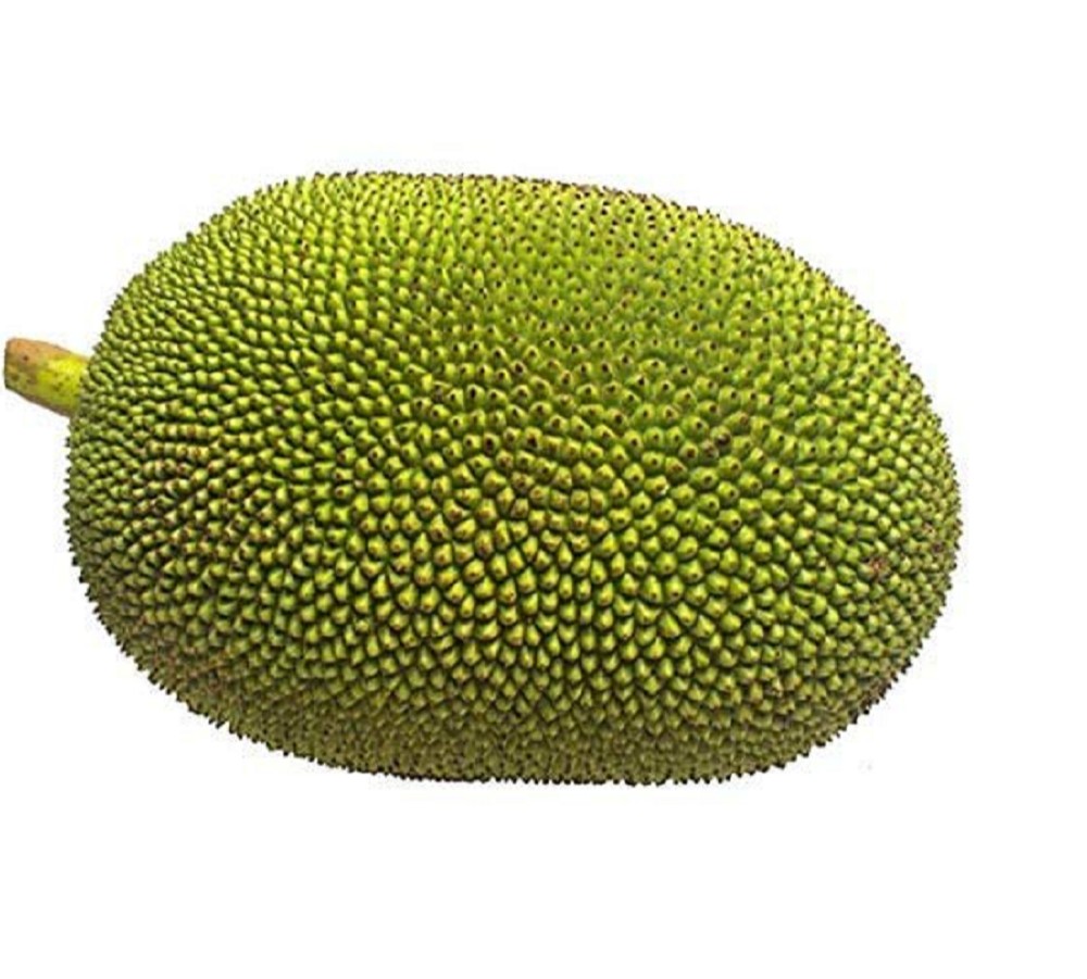 JACK FRUIT GREEN 1 LBS