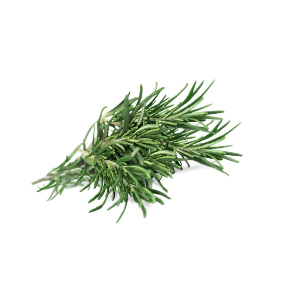 ROSEMARY FRESH LEAVES 1 LBS
