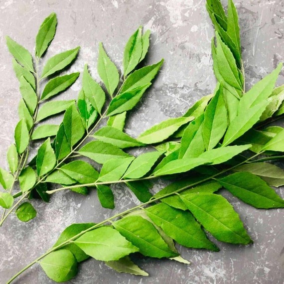 Curry Leaves (Curry Patta) 20 PACK