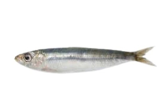 SAF SARDINE FISH WR  1 KG