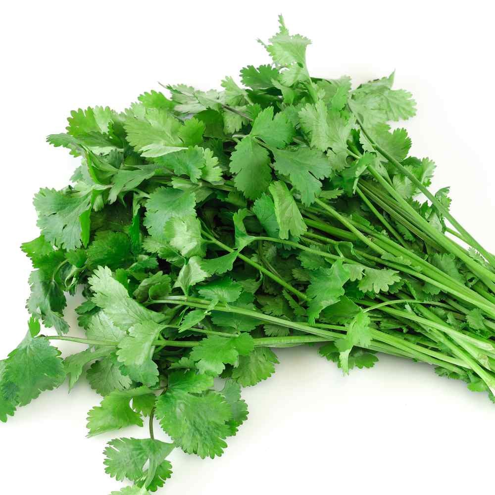 Cilantro Half Case 0.5 CASE