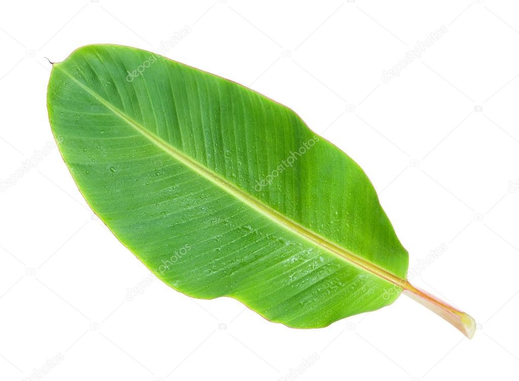 Golden Pak Banana Leaves  16 Oz