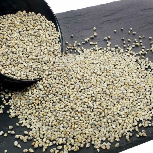 Devam Pearl Millet 5 LBS