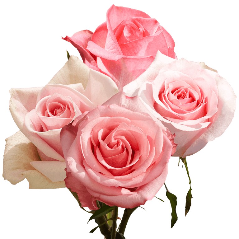 SAC Rose 1 EACH