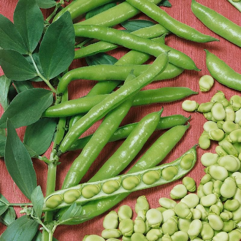 ME BROAD FAVA BEANS 24 OZ