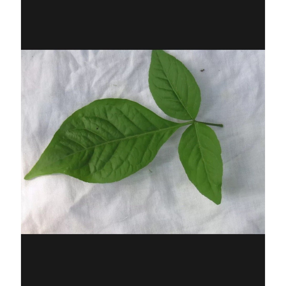 Bili Patra (Bel Leaves) 1 BUNCH