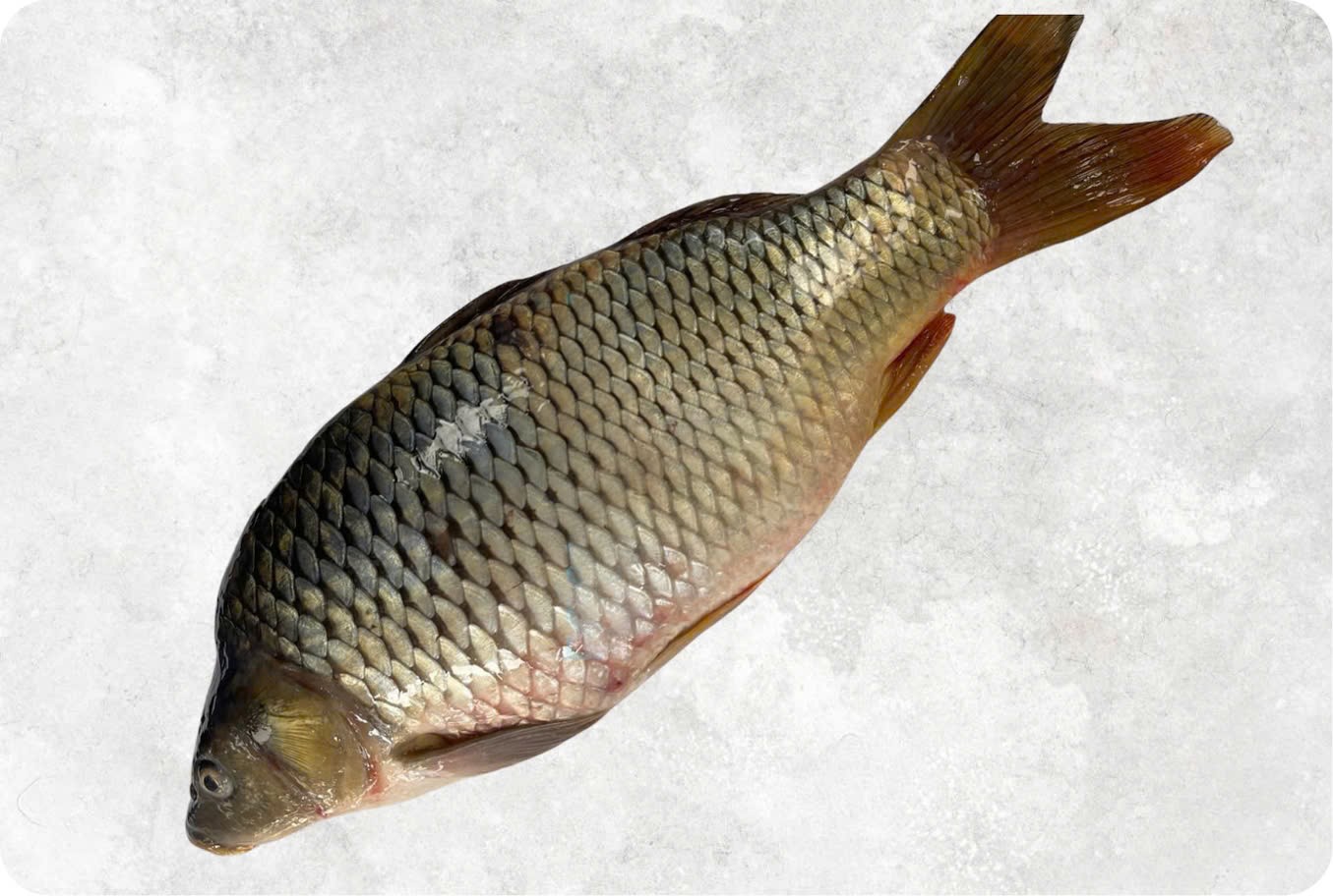 Carp (Carfu) 2 LBS