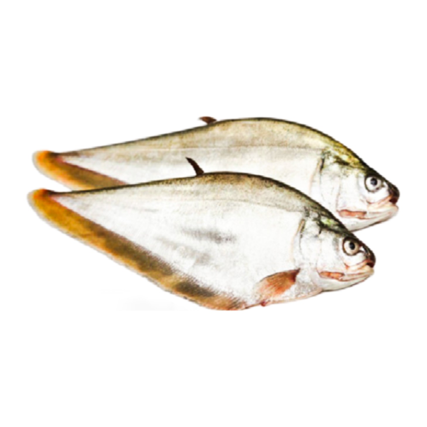Kangla (Foly) 2 LBS