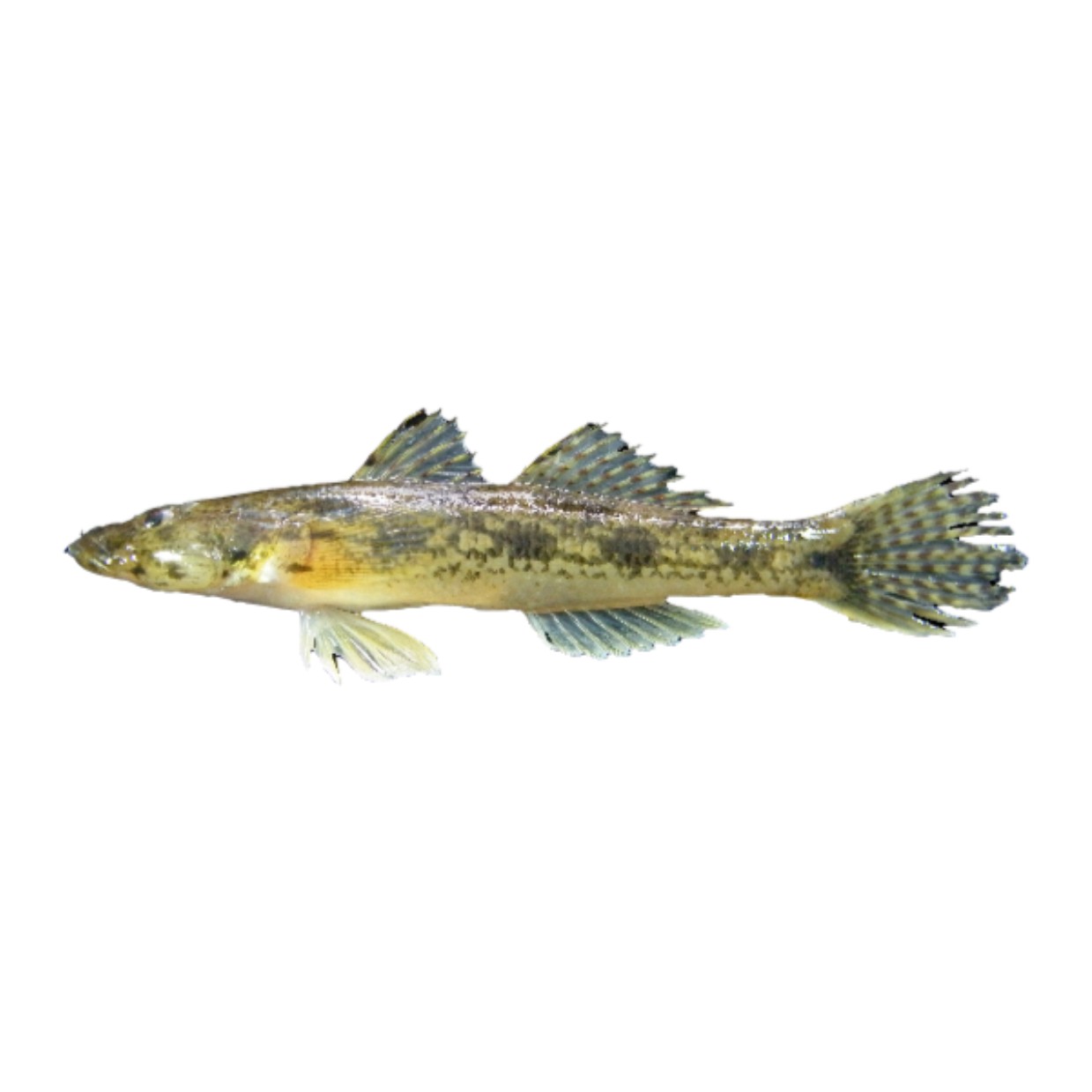 Baila Fish 2 LBS