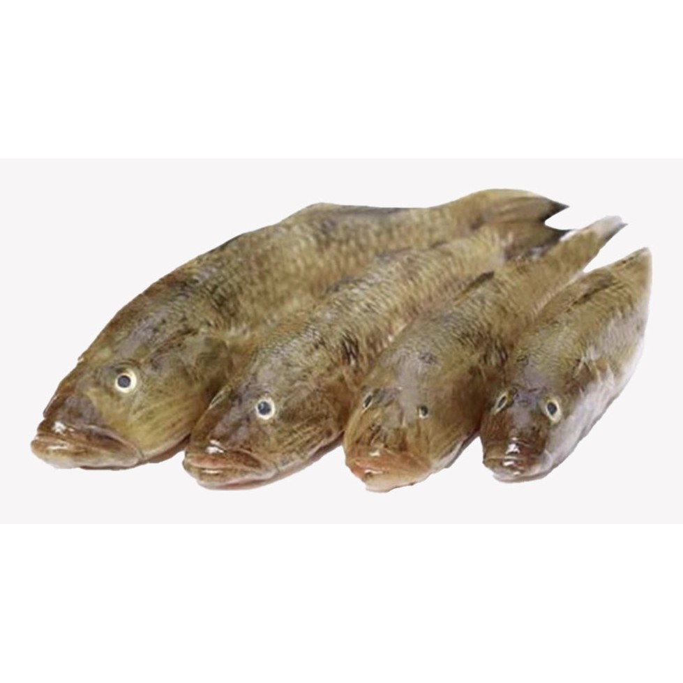 Bailya Block Fish 1 LBS