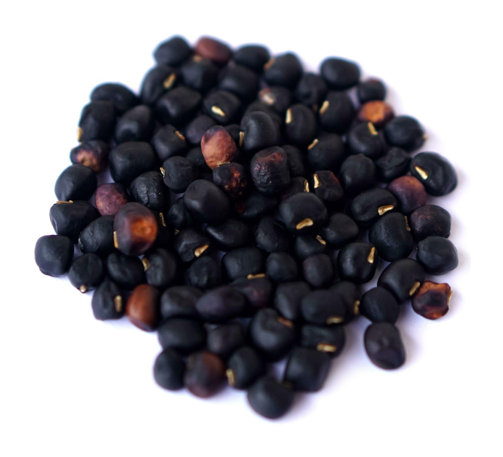 Bean Seed 1 LBS