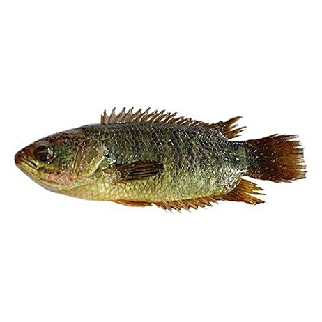 Koi Fish 500 GM