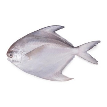 White Pomfret Boneless 3 LBS