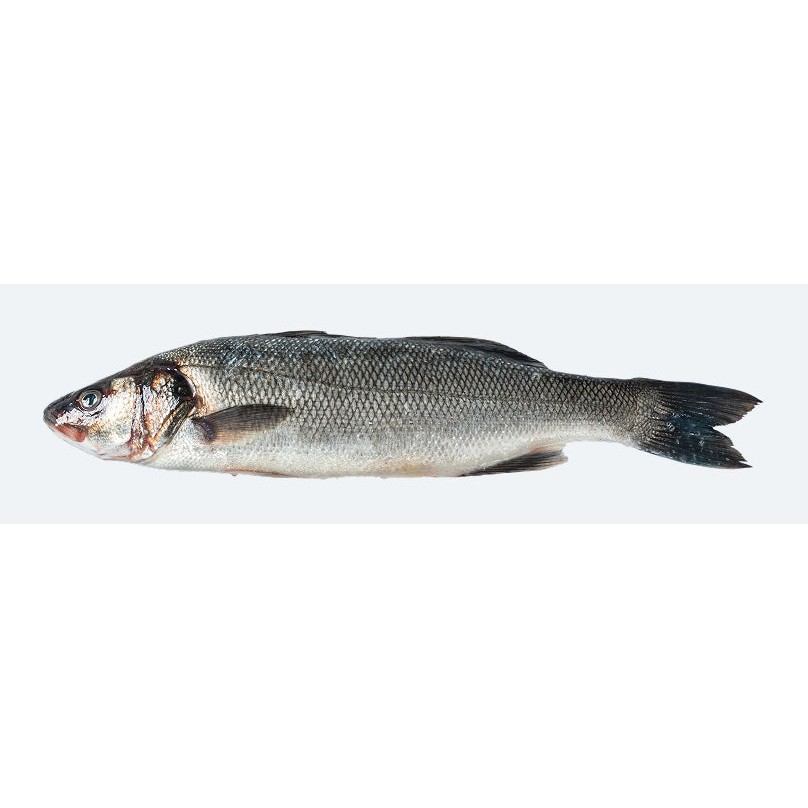 Bronzino Bone In 4 LBS