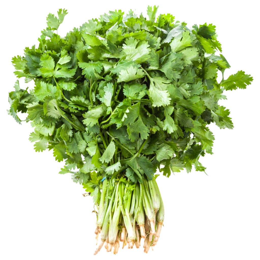 Cilantro (Dhaniya) 20 BUNCH